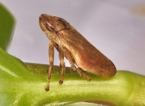 _philaenus-spumarius.001.630x360