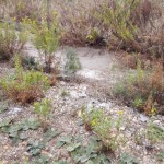 IMG_20150925_162958