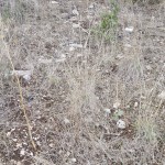 IMG_20150925_163738
