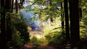 forest-971857_960_720